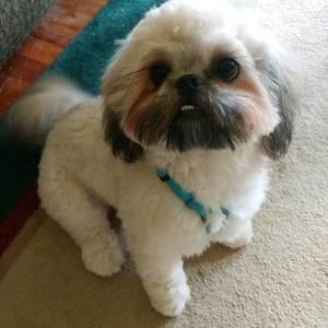 Meet your Posher, Sharon